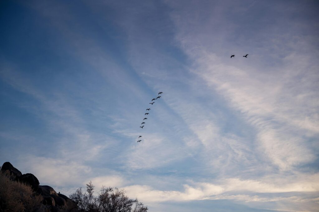A serene scene of birds flying in formation across a sunset sky with clouds.