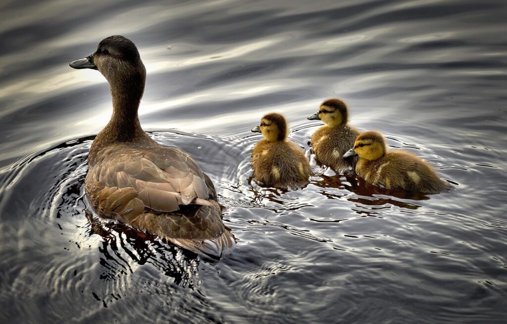 black ducks, ducklings, nature, bird, water, baby duck, quebec, canada, ducklings, ducklings, ducklings, ducklings, ducklings, baby duck, baby duck, baby duck, canada, canada, canada